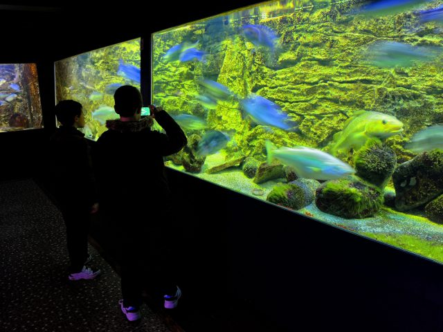 Deux garçons en contre-jour admirant un aquarium de poissons de la Manche