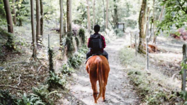 Deux promeneurs à cheval dans un sentier du Bois de Bernouville.