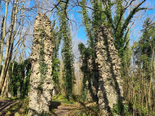 Ruines de 2 murs d'un château médiéval en pierre, envahis de lierre