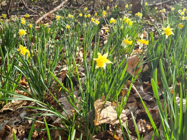 Massif de jonquilles sauvages