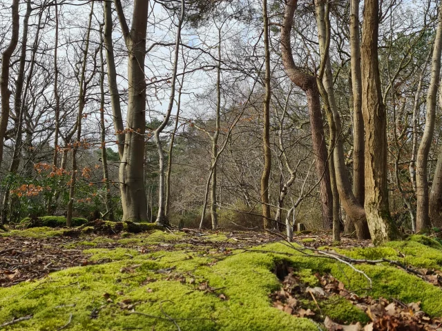 Paysage de bois en hiver, tapis de mousse au sol