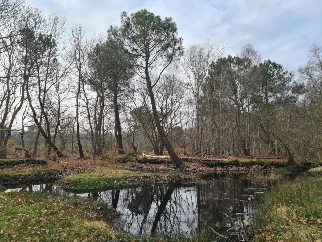 Bois Des Communes Ens Varengeville Dnt 4