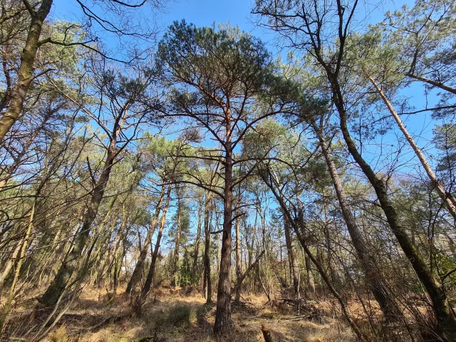 Vue en contre-plongées sur des arbres