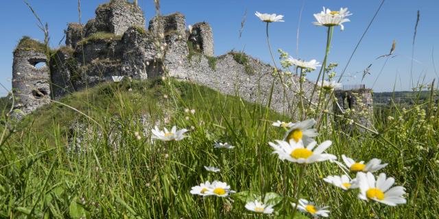 Vue sur les ruines d'un château médiéval, paquerettes au premier plan