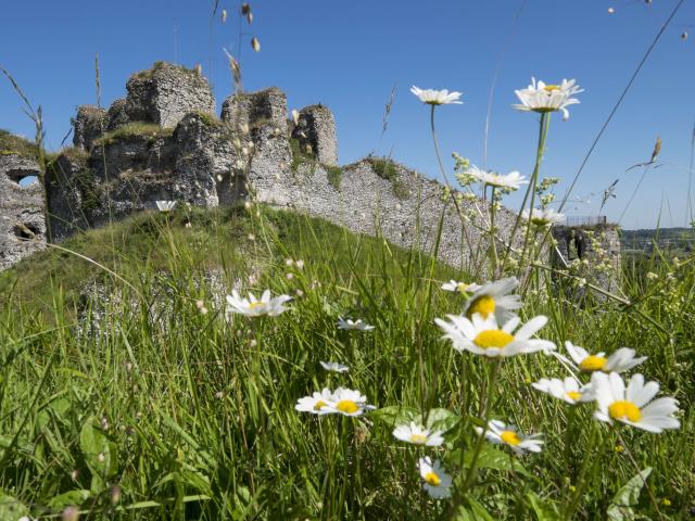 Vue sur les ruines d'un château médiéval, paquerettes au premier plan