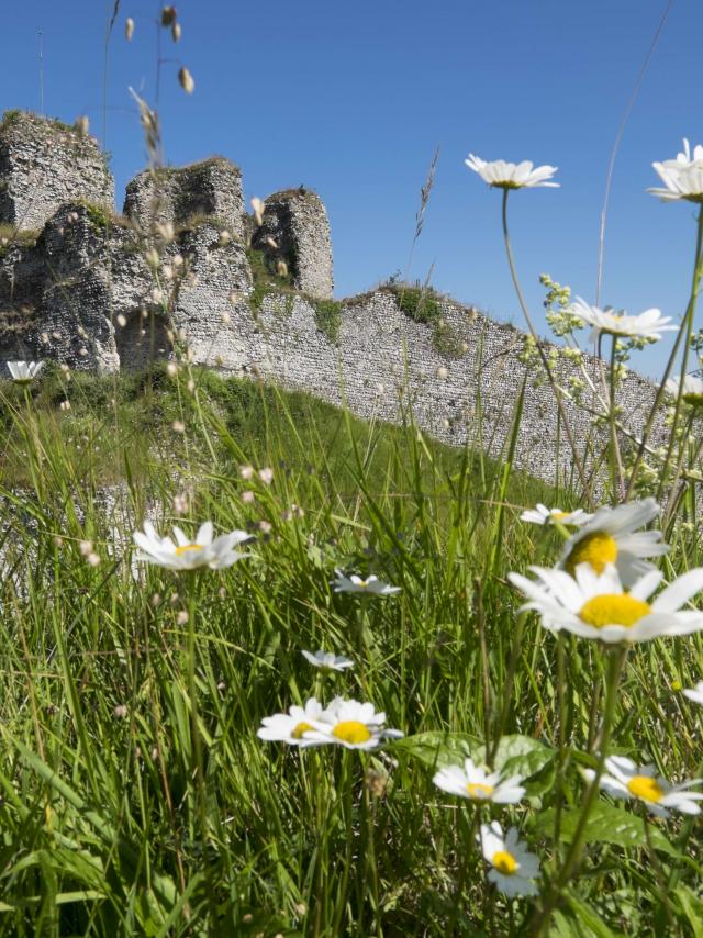 Vue sur les ruines d'un château médiéval, paquerettes au premier plan