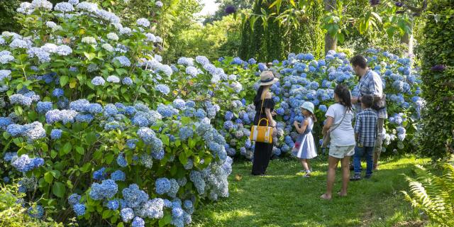 Famille de 5 personnes contemplant un massif d'hortensias bleu à la collection Shamrock