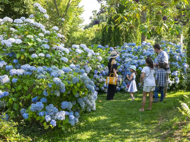 Famille de 5 personnes contemplant un massif d'hortensias bleu à la collection Shamrock