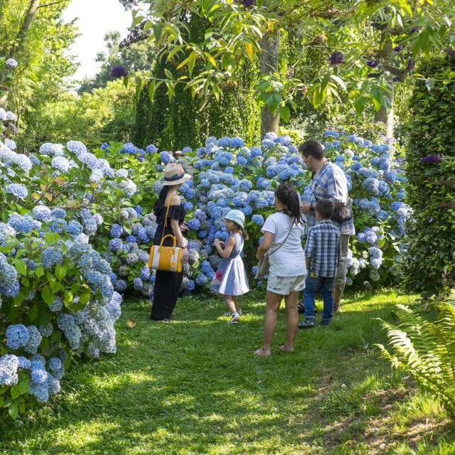 Famille de 5 personnes contemplant un massif d'hortensias bleu à la collection Shamrock