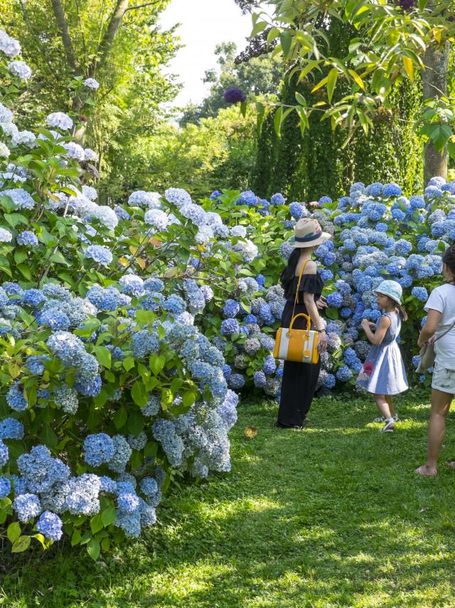 Famille de 5 personnes contemplant un massif d'hortensias bleu à la collection Shamrock