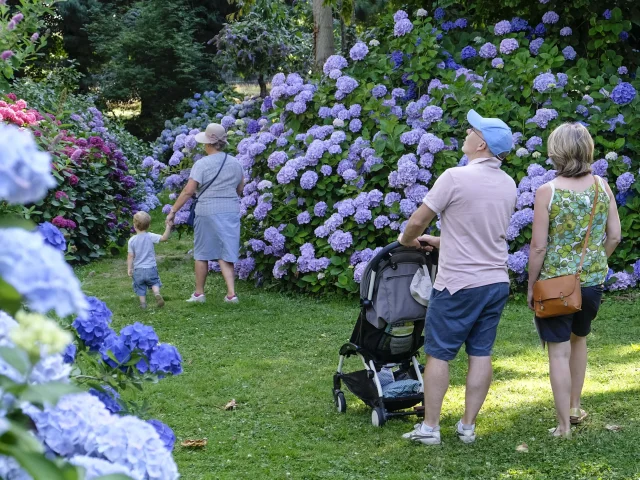 Couple avec un poussette et dame tenant un enfant par la main se baladant sur un chemin gazonné entre des massifs d'hortensias aux couleurs viollettes et bleues