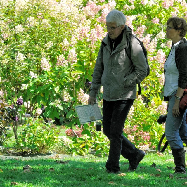 Couple se promenant devant un massif d'hydrangéas aux teintes roses