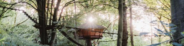 Cabane dans les arbres dans une forêt.