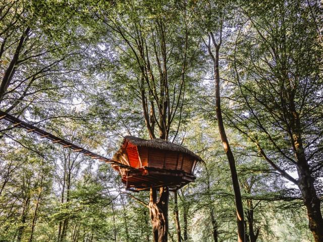 Cabane suspendue dans un arbre dans une forêt.