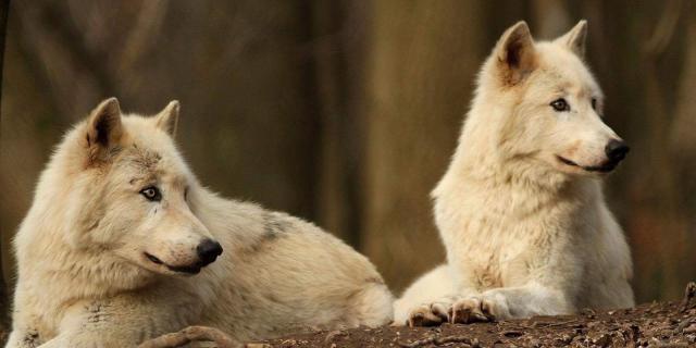 Deux loups blancs regardent dans la même direction