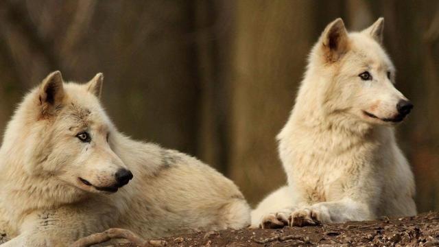 Deux loups blancs regardent dans la même direction