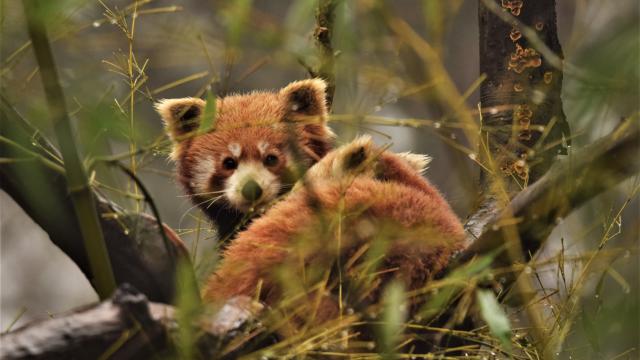 Panda roux perché dans des branches,regardant l'objectif