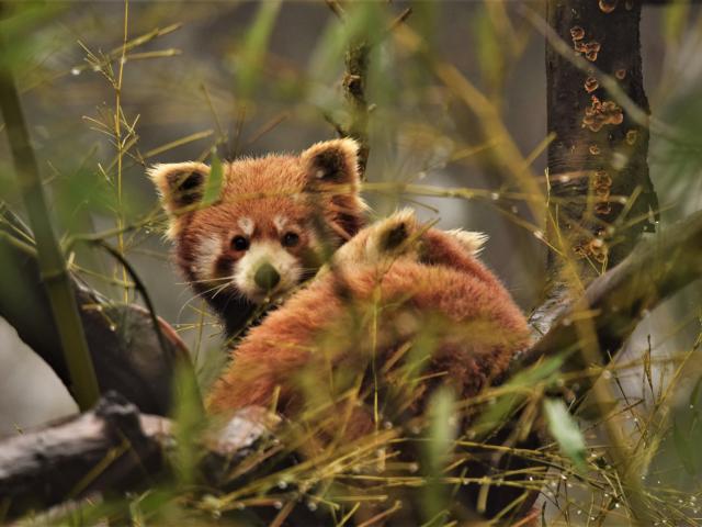 Panda roux perché dans des branches,regardant l'objectif