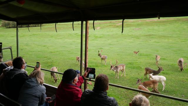 Groupe prenant à bord d'un camion militaire admirant ou prenant un photo un troupeau de cerfs et biches