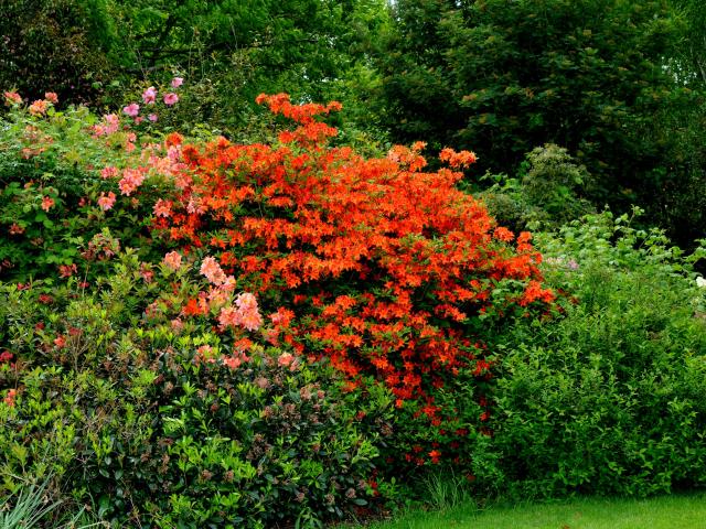 Buisson de fleurs rouges-orangées au Parc William Farcy d'Offranville