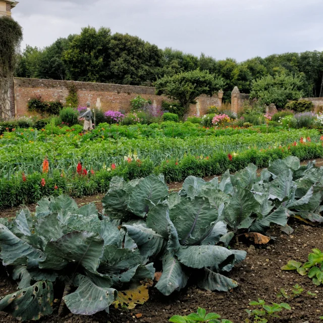 Vue sur la rangée de choux de Saint-Saëns, autre rangées de fleurs et légumes en arrière-plan, vue sur le mur d'enceinte en briques orangées du potager