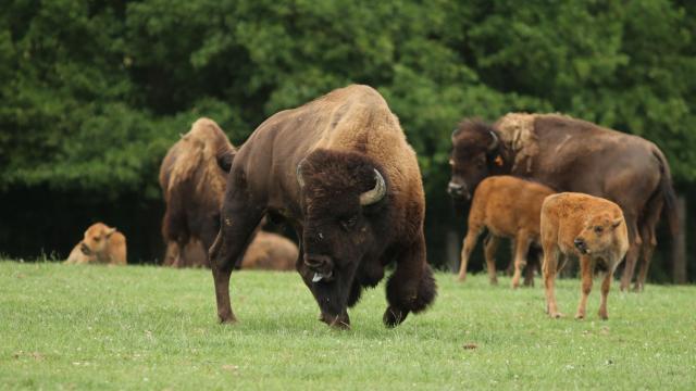 Troupeau de bisons adultes et bébés