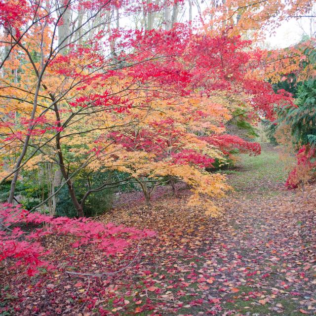 Arbre aux nuances de rouge et d'orange. Tapis de feuilles mortes au sol