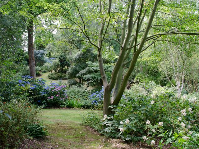 Paysage verdoyant, buissons de fleurs roses, bleues et blanches