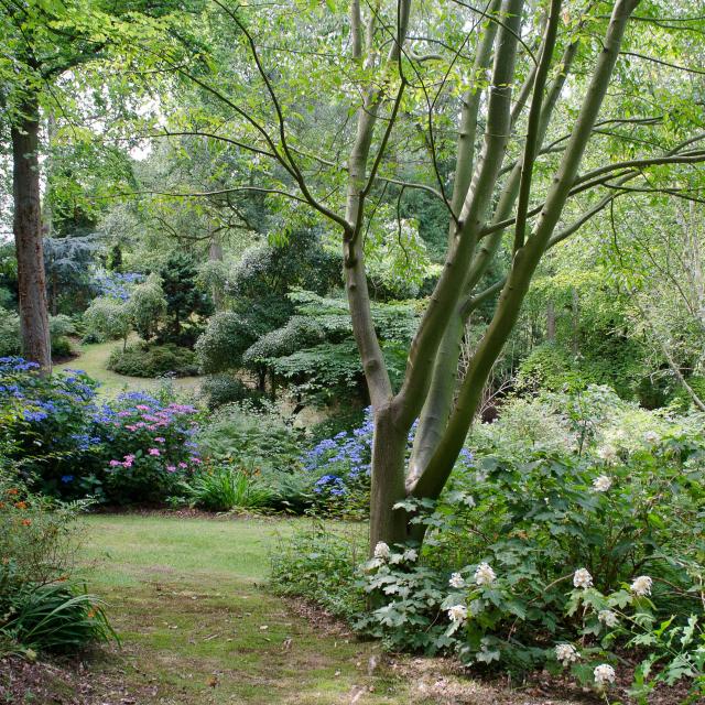 Paysage verdoyant, buissons de fleurs roses, bleues et blanches