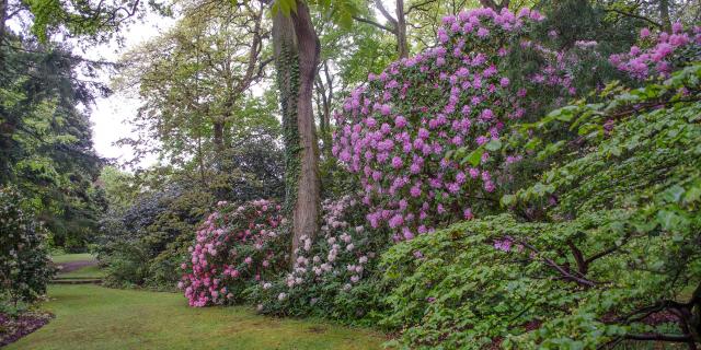 Vasterival Printemps Didier Willery 1