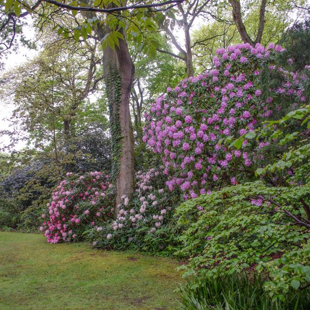 Vasterival Printemps Didier Willery 1