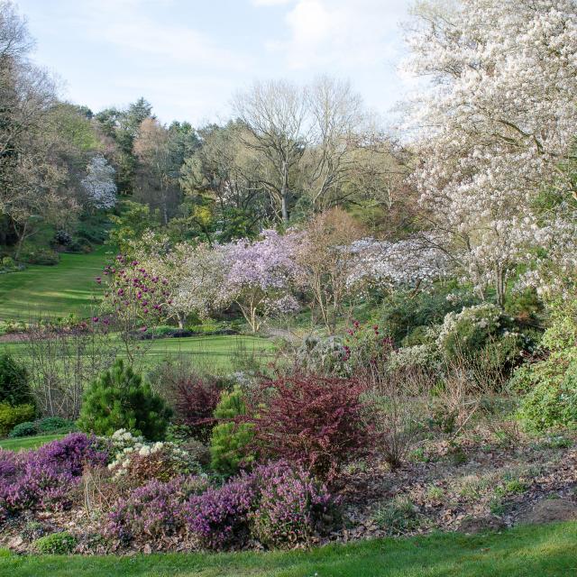 Vue dégagée sur le jardin, herbe verte, massifs de fleurs aux teintes violettes