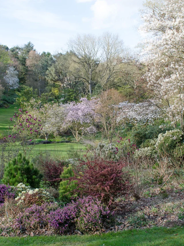 Vue dégagée sur le jardin, herbe verte, massifs de fleurs aux teintes violettes