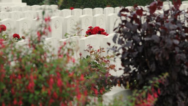 Tombes blanches entourées de fleurs rouges