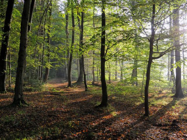 Arbres verdoyants