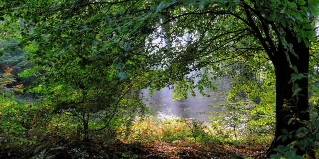 Clairière sous un arbre verdoyant