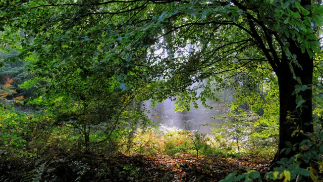 Clairière sous un arbre verdoyant