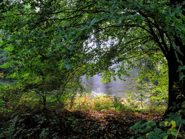 Clairière sous un arbre verdoyant