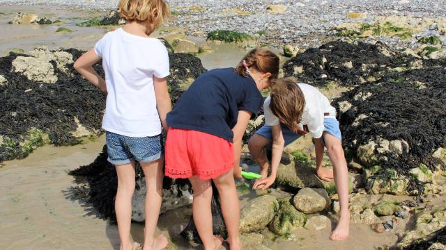 Trois petites filles ramassent des coquillages entre les rochers sur la plage de Dieppe à marée basse