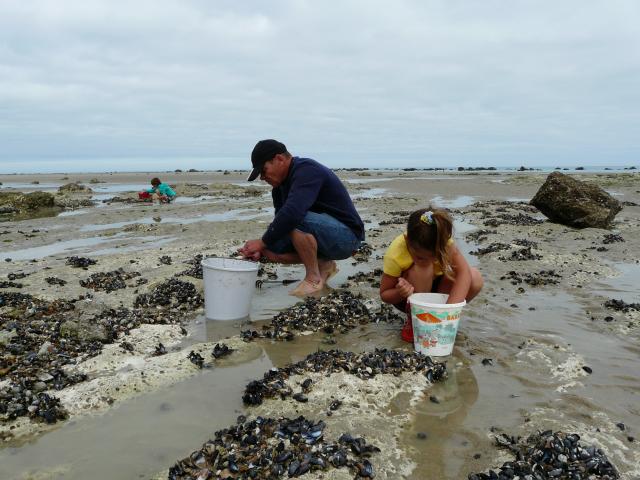 Un homme et une petite fille ramassent des coquillages dans les rochers sur la plage à marée basse