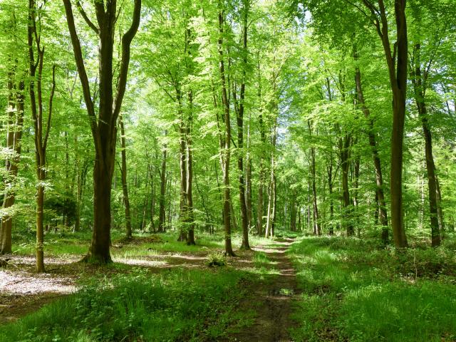 La faune de la Forêt d'Arques