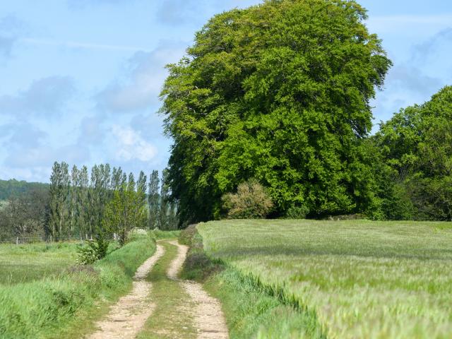 Plaines de Greges