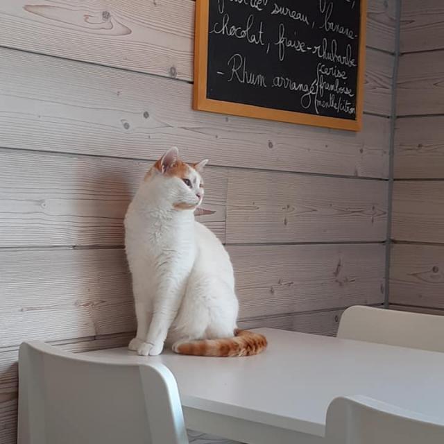 Chat sur une table au Bar Henri CAT