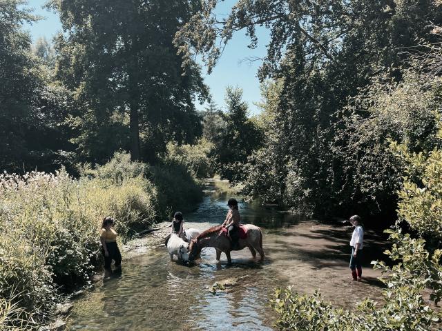 Une balade cheval à travers une rivière dans un cadre verdoyant et bucolique