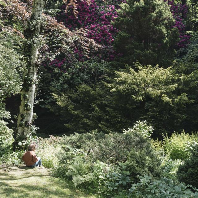 Une petite fille est assise au pied d'un arbre dans un sous-bois aux plantes fleuries monumentales