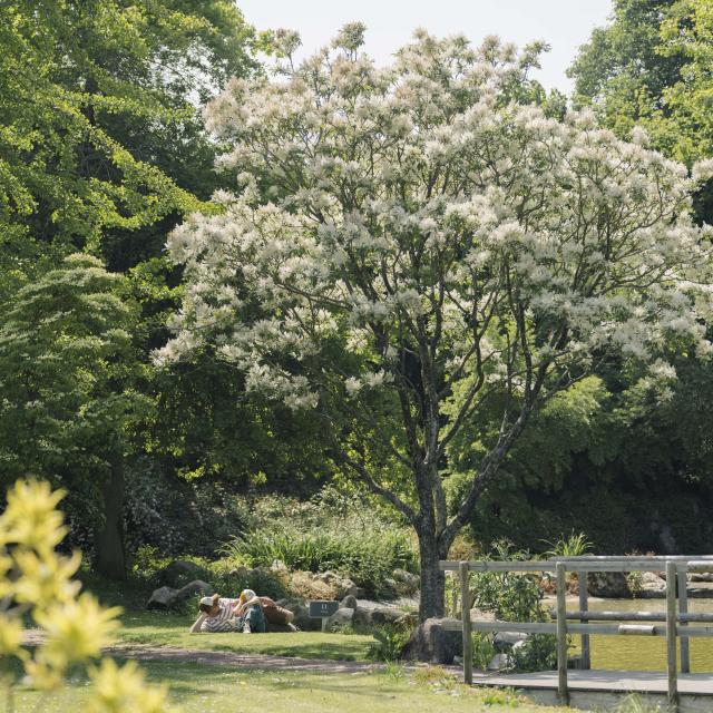 Un papa et sa fille sont allongés dans l'herbe au pied d'un arbre aux fleurs blanches, près d'un petit pont en bois au coeur d'un jardin arboré