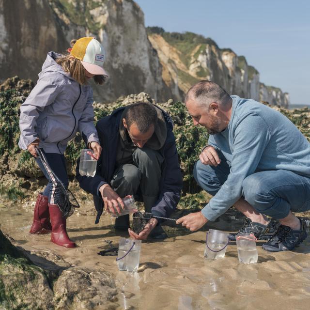 Un papa, sa fille et un guide font de la pêche à pied sur la plage de Dieppe et observe de près la faune dans une petite mare de sable