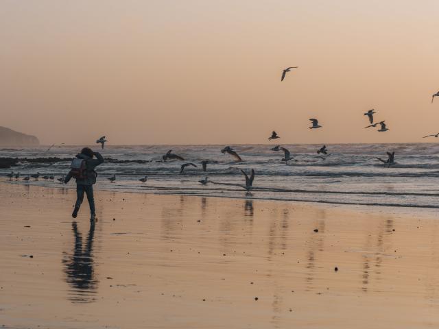 Enfant et goélands au coucher de soleil sur la plage de Dieppe