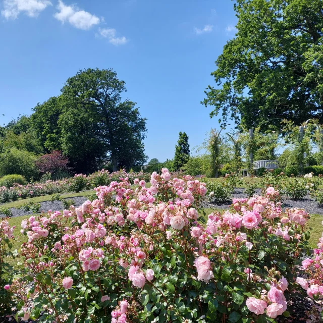 Photos de roses dans un parc fleuri sous un beau ciel bleu