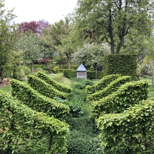 Dans un jardin, deux lignes de plusieurs haies identique qui créent une profondeur pour voir un nichoir